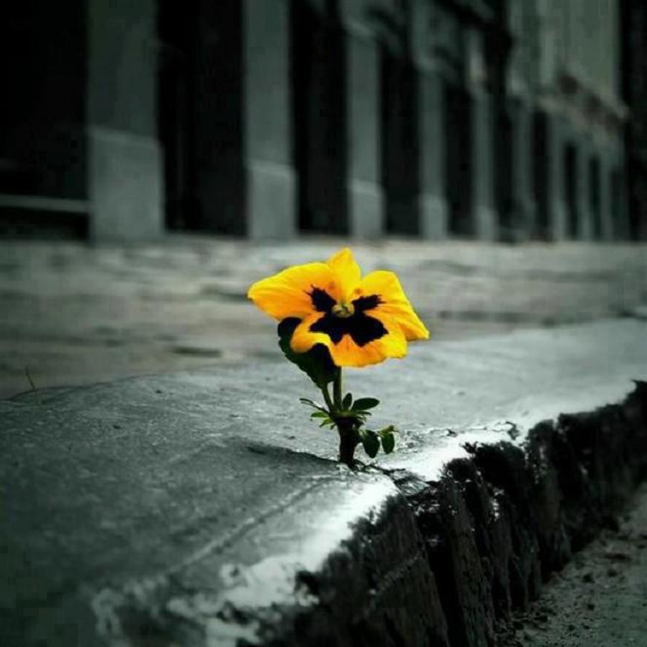 cropped-flower-in-concrete